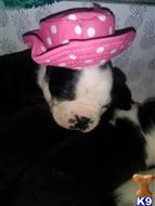 boston terrier puppy posted by Glenda Waller